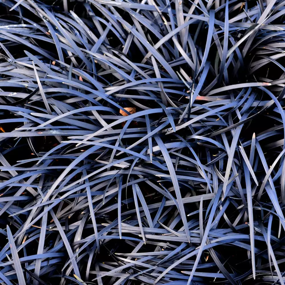 Fast Growing Trees Black Mondo Grass 5 Fast Growing Trees Black Mondo Grass