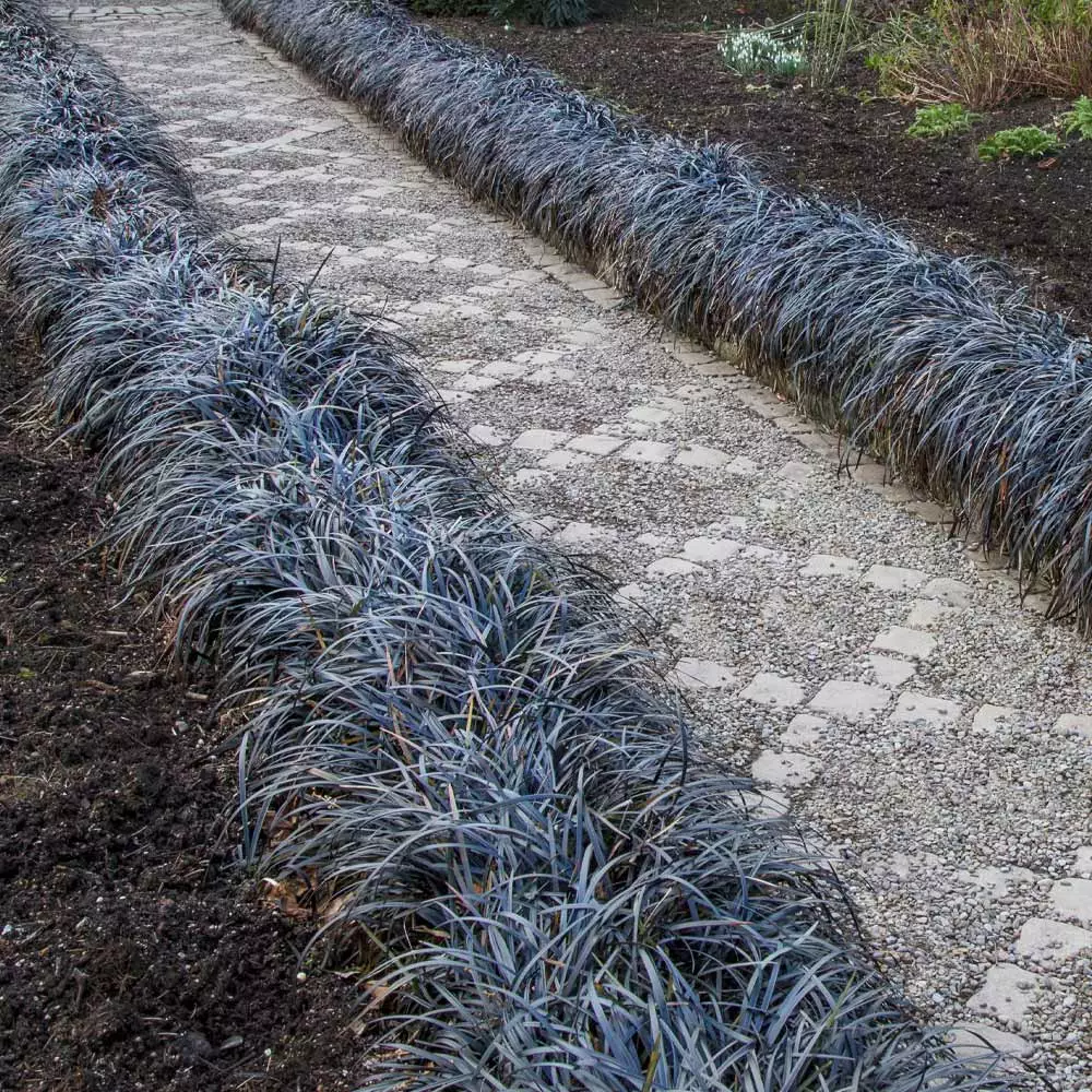 Fast Growing Trees Black Mondo Grass 4 Fast Growing Trees Black Mondo Grass