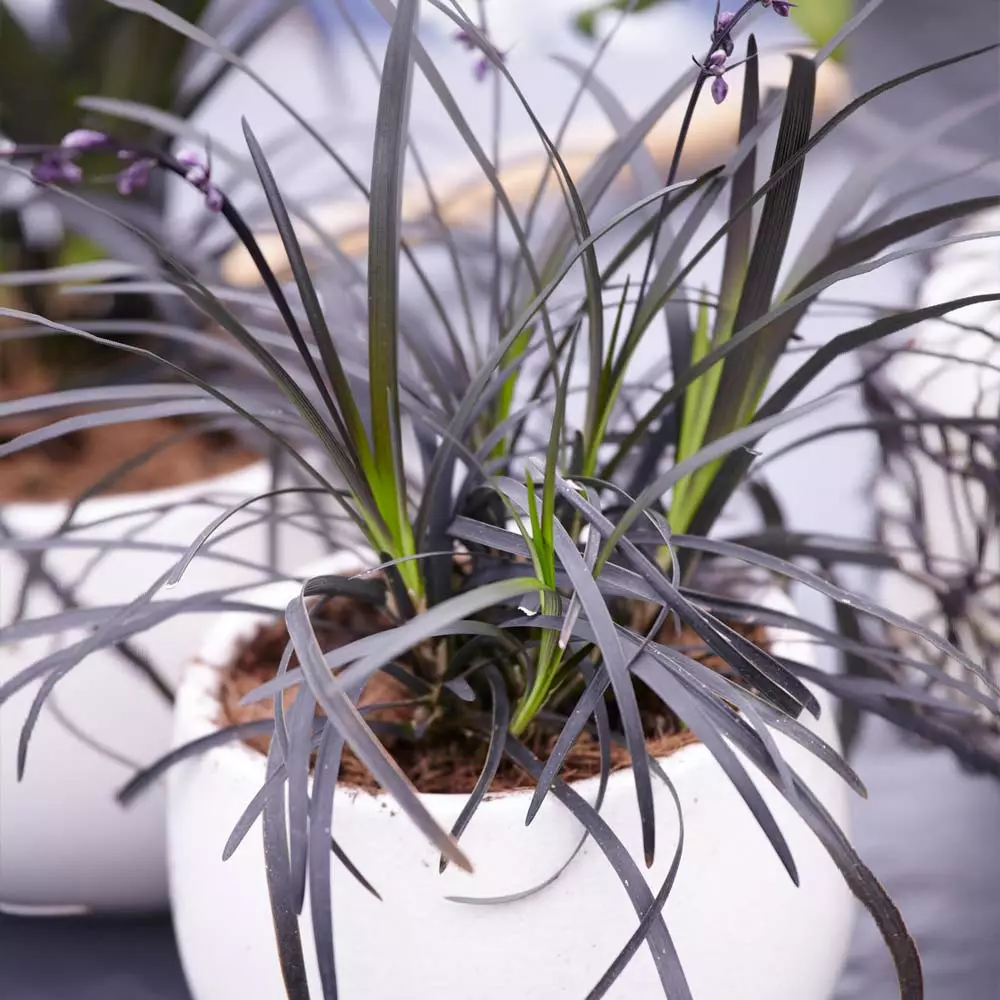 Fast Growing Trees Black Mondo Grass 6 Fast Growing Trees Black Mondo Grass