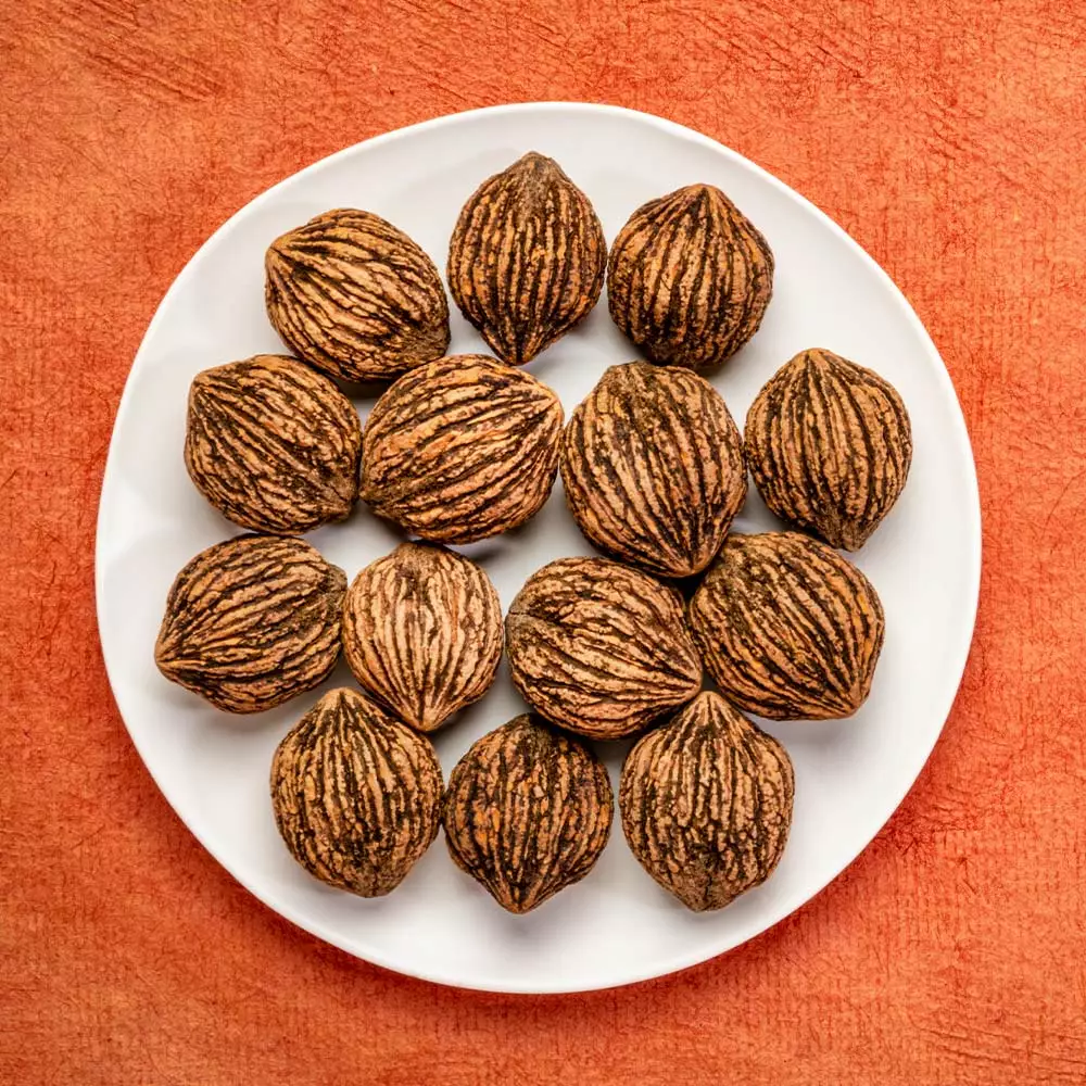 Fast Growing Trees Nut Trees Black Walnut Tree 8 Fast Growing Trees Nut Trees Black Walnut Tree