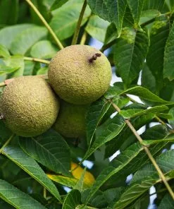 Fast Growing Trees Nut Trees Black Walnut Tree 10 Fast Growing Trees Nut Trees Black Walnut Tree
