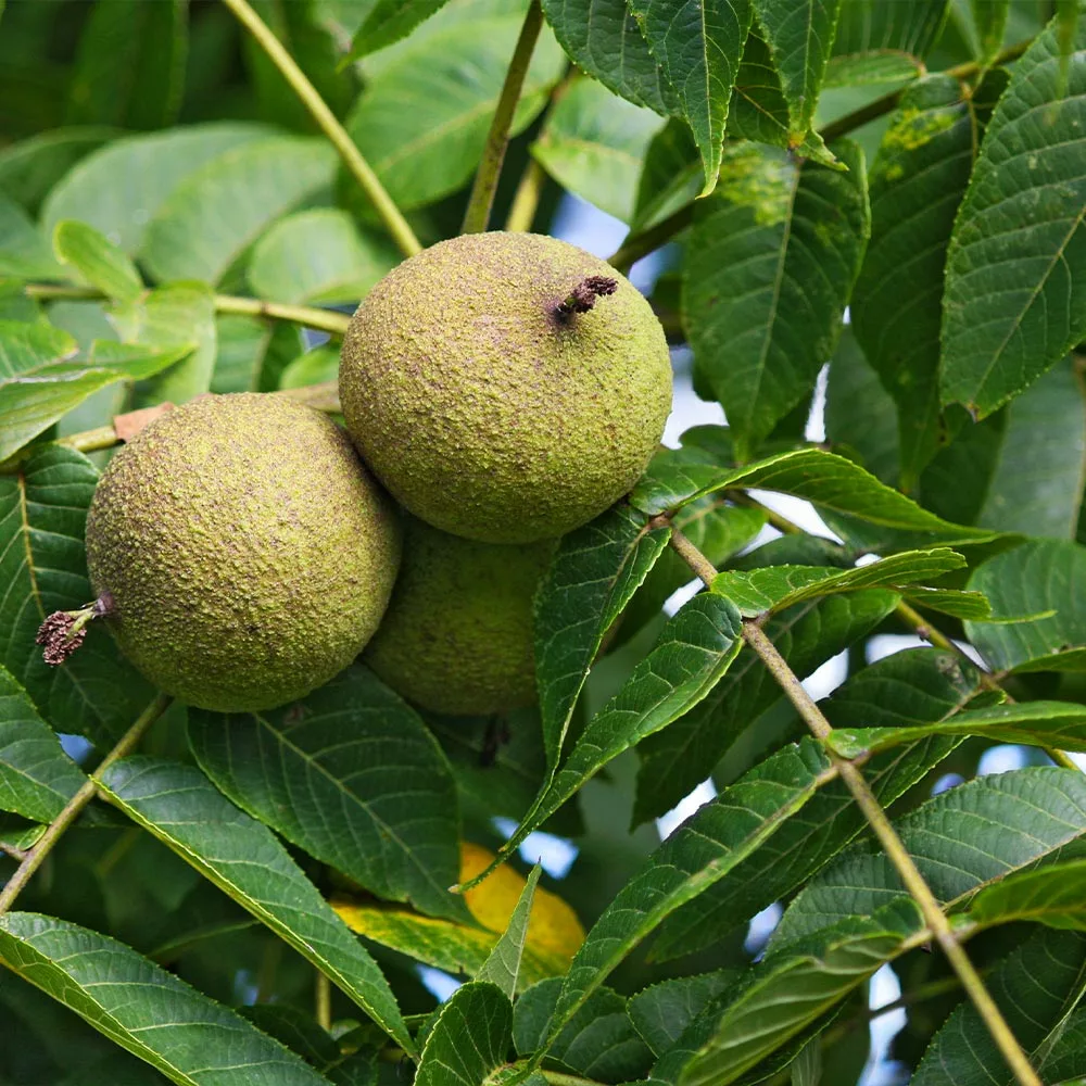 Fast Growing Trees Nut Trees Black Walnut Tree 5 Fast Growing Trees Nut Trees Black Walnut Tree