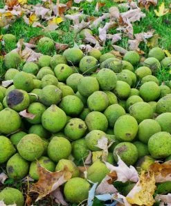 Fast Growing Trees Nut Trees Black Walnut Tree 12 Fast Growing Trees Nut Trees Black Walnut Tree