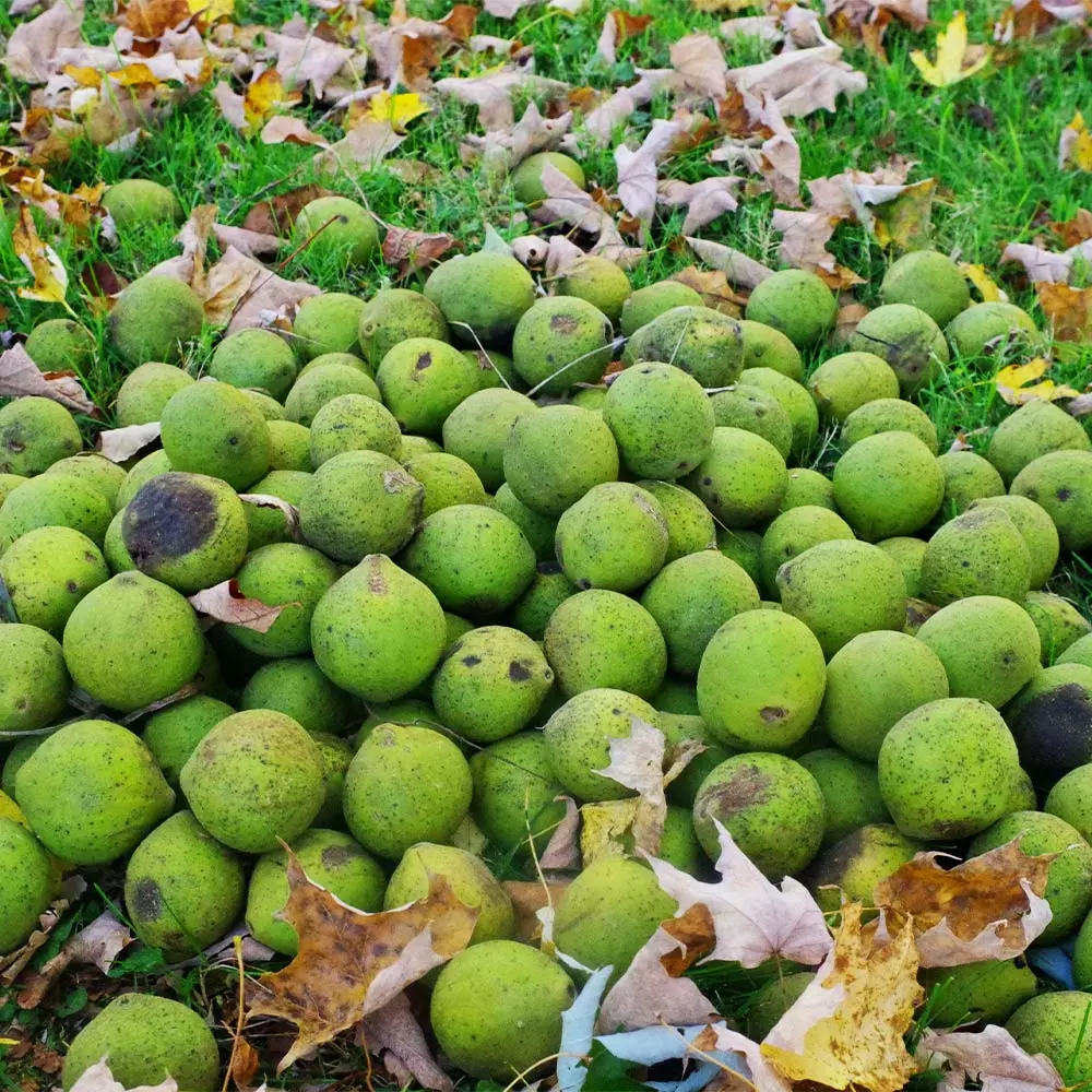 Fast Growing Trees Nut Trees Black Walnut Tree 7 Fast Growing Trees Nut Trees Black Walnut Tree