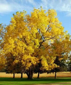 Fast Growing Trees Nut Trees Black Walnut Tree