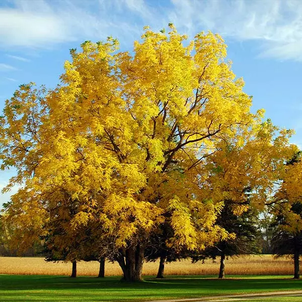 Fast Growing Trees Nut Trees Black Walnut Tree 3 Fast Growing Trees Nut Trees Black Walnut Tree