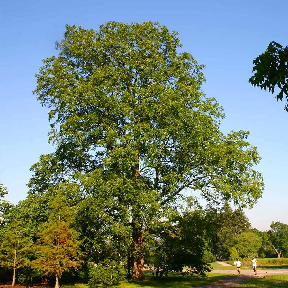 Fast Growing Trees Nut Trees Black Walnut Tree 6 Fast Growing Trees Nut Trees Black Walnut Tree
