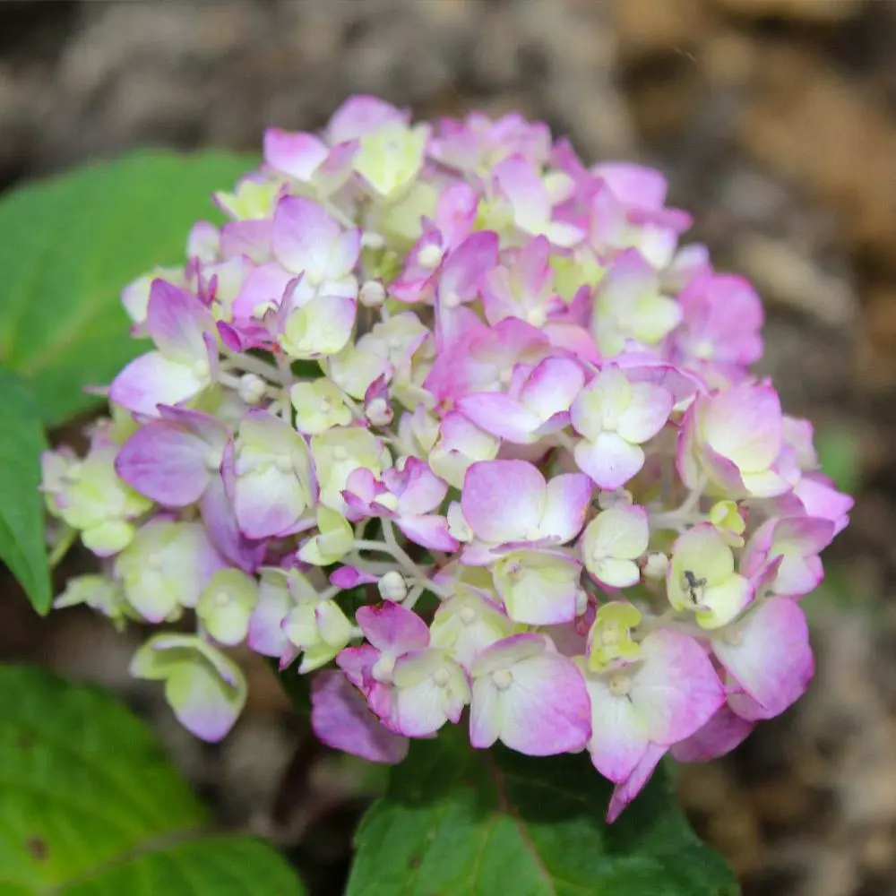 Fast Growing Trees Hydrangea Shrubs Endless Summer® BloomStruck® Hydrangea Shrub 6 Fast Growing Trees Hydrangea Shrubs Endless Summer® BloomStruck® Hydrangea Shrub