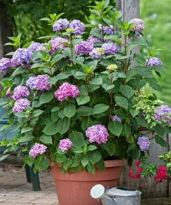 Fast Growing Trees Hydrangea Shrubs Endless Summer® BloomStruck® Hydrangea Shrub 13 Fast Growing Trees Hydrangea Shrubs Endless Summer® BloomStruck® Hydrangea Shrub