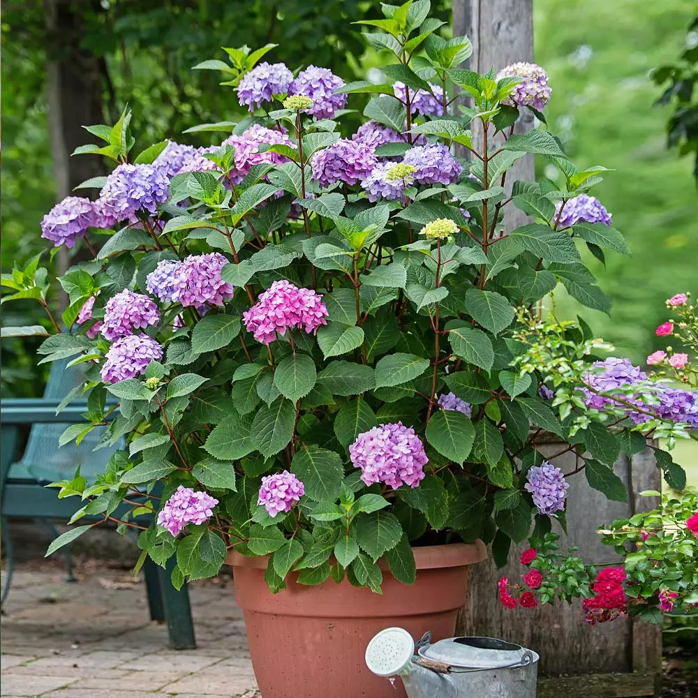 Fast Growing Trees Hydrangea Shrubs Endless Summer® BloomStruck® Hydrangea Shrub 7 Fast Growing Trees Hydrangea Shrubs Endless Summer® BloomStruck® Hydrangea Shrub