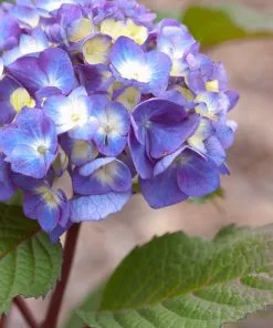 Fast Growing Trees Hydrangea Shrubs Endless Summer® BloomStruck® Hydrangea Shrub
