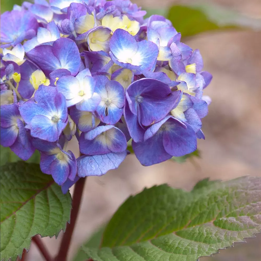 Fast Growing Trees Hydrangea Shrubs Endless Summer® BloomStruck® Hydrangea Shrub 4 Fast Growing Trees Hydrangea Shrubs Endless Summer® BloomStruck® Hydrangea Shrub