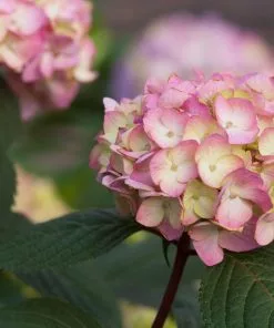 Fast Growing Trees Hydrangea Shrubs Endless Summer® BloomStruck® Hydrangea Shrub 11 Fast Growing Trees Hydrangea Shrubs Endless Summer® BloomStruck® Hydrangea Shrub
