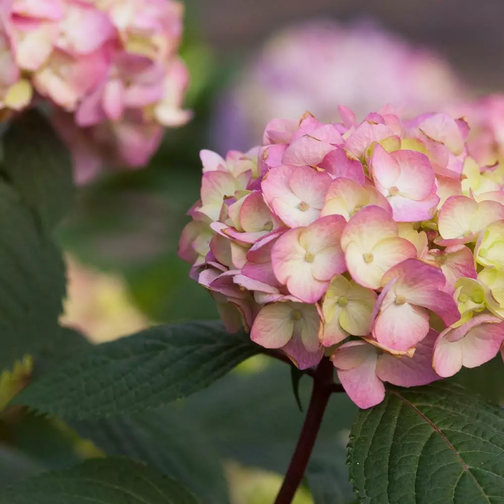 Fast Growing Trees Hydrangea Shrubs Endless Summer® BloomStruck® Hydrangea Shrub 5 Fast Growing Trees Hydrangea Shrubs Endless Summer® BloomStruck® Hydrangea Shrub