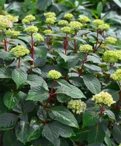 Fast Growing Trees Hydrangea Shrubs Endless Summer® BloomStruck® Hydrangea Shrub 14 Fast Growing Trees Hydrangea Shrubs Endless Summer® BloomStruck® Hydrangea Shrub