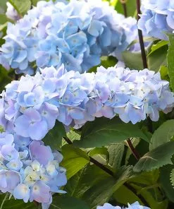 Fast Growing Trees Hydrangea Shrubs Blue Enchantress® Hydrangea
