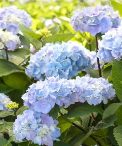 Fast Growing Trees Hydrangea Shrubs Blue Enchantress® Hydrangea