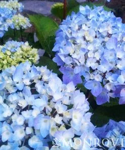Fast Growing Trees Hydrangea Shrubs Blue Enchantress® Hydrangea