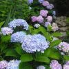 Fast Growing Trees Hydrangea Shrubs Blue Enchantress® Hydrangea 1 Fast Growing Trees Hydrangea Shrubs Blue Enchantress® Hydrangea
