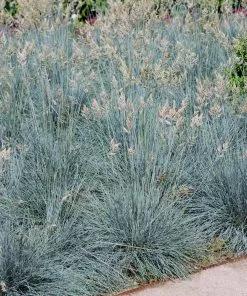 Fast Growing Trees Ornamental Grasses Blue Fescue Grass