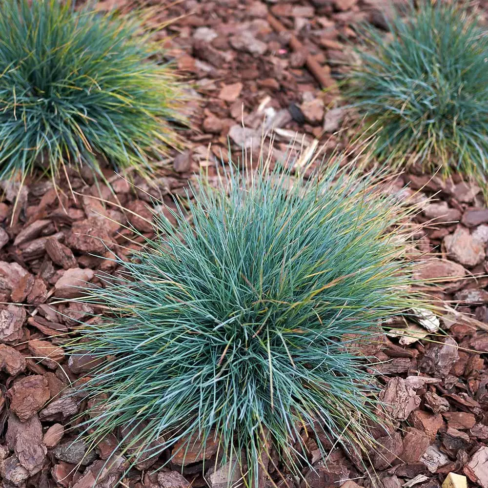 Fast Growing Trees Ornamental Grasses Blue Fescue Grass 5 Fast Growing Trees Ornamental Grasses Blue Fescue Grass