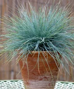 Fast Growing Trees Ornamental Grasses Blue Fescue Grass 9 Fast Growing Trees Ornamental Grasses Blue Fescue Grass