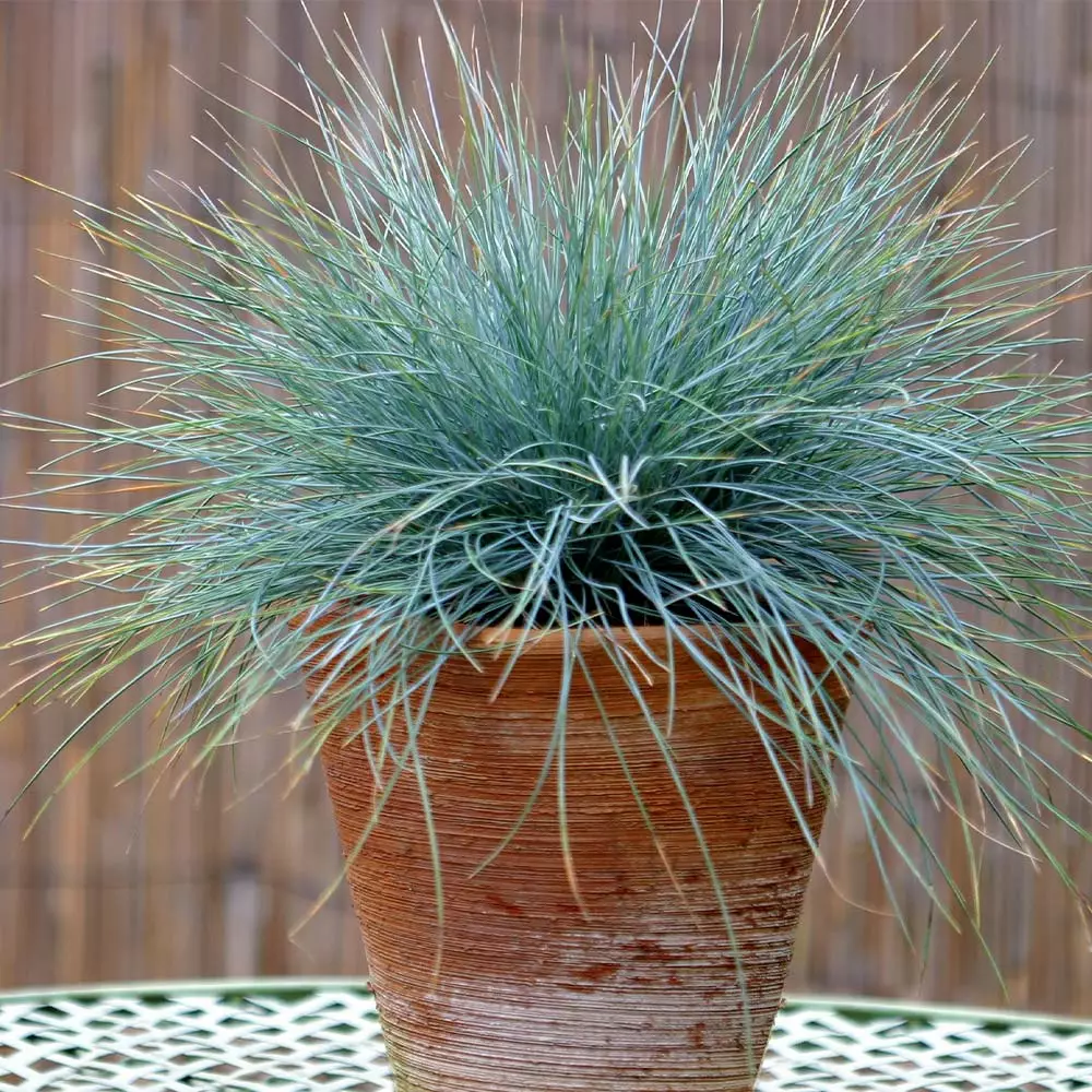 Fast Growing Trees Ornamental Grasses Blue Fescue Grass 6 Fast Growing Trees Ornamental Grasses Blue Fescue Grass