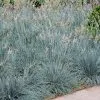 Fast Growing Trees Ornamental Grasses Blue Fescue Grass 2 Fast Growing Trees Ornamental Grasses Blue Fescue Grass