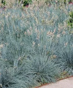 Fast Growing Trees Ornamental Grasses Blue Fescue Grass