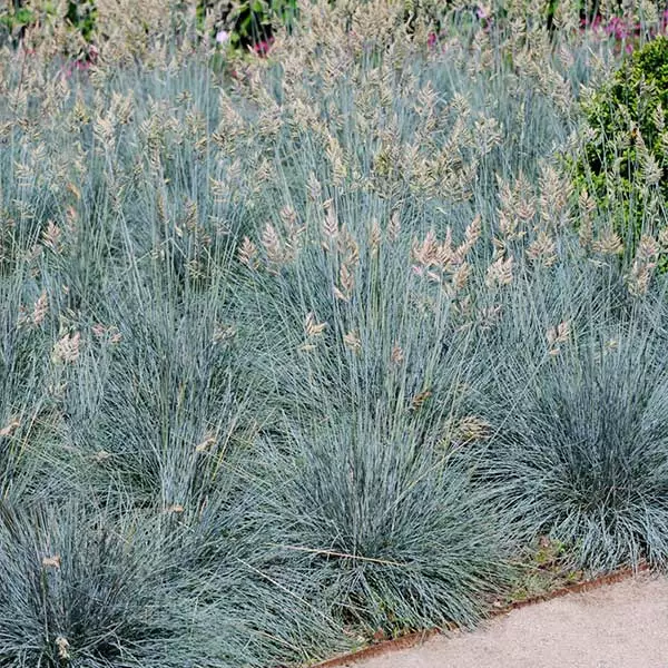 Fast Growing Trees Ornamental Grasses Blue Fescue Grass 3 Fast Growing Trees Ornamental Grasses Blue Fescue Grass