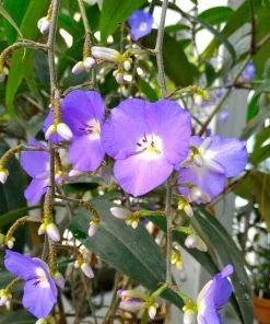 Fast Growing Trees Weeping Blue Ginger Plant