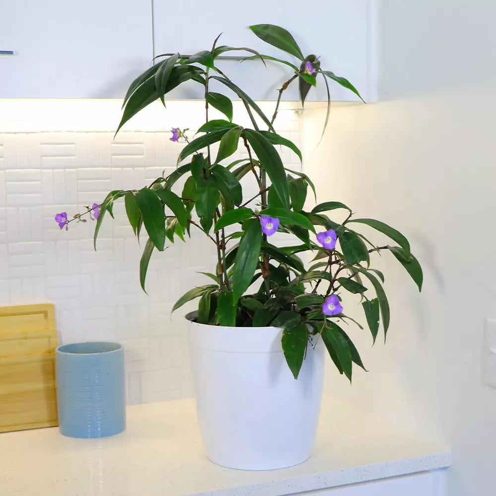 Fast Growing Trees Weeping Blue Ginger Plant 5 Fast Growing Trees Weeping Blue Ginger Plant