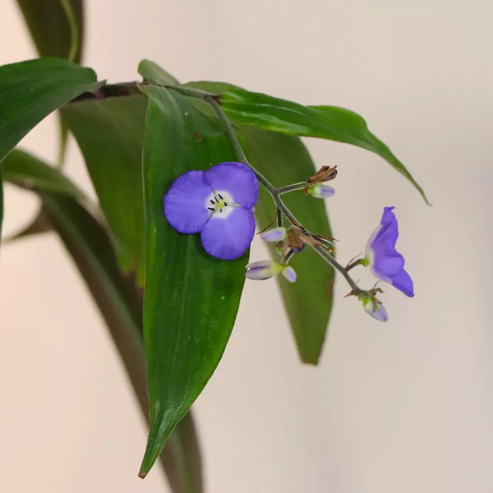 Fast Growing Trees Weeping Blue Ginger Plant 6 Fast Growing Trees Weeping Blue Ginger Plant