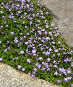Fast Growing Trees Creeping Mazus Plants For Wet Areas