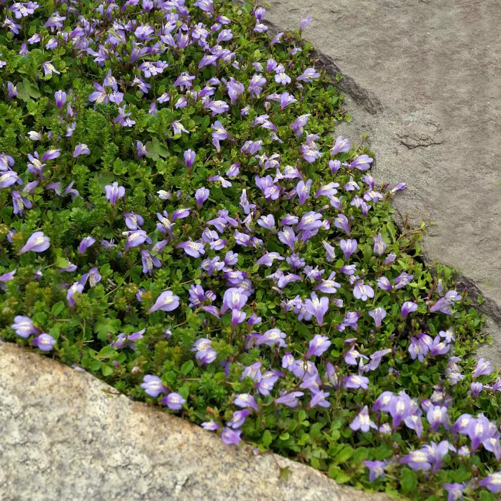 Fast Growing Trees Creeping Mazus Plants For Wet Areas 4 Fast Growing Trees Creeping Mazus Plants For Wet Areas