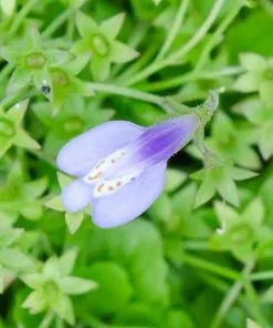 Fast Growing Trees Creeping Mazus Plants For Wet Areas 9 Fast Growing Trees Creeping Mazus Plants For Wet Areas