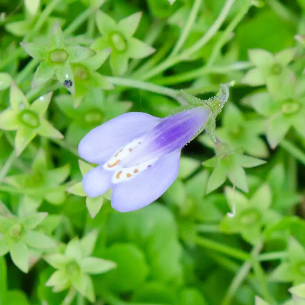 Fast Growing Trees Creeping Mazus Plants For Wet Areas 5 Fast Growing Trees Creeping Mazus Plants For Wet Areas