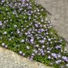 Fast Growing Trees Creeping Mazus Plants For Wet Areas 1 Fast Growing Trees Creeping Mazus Plants For Wet Areas