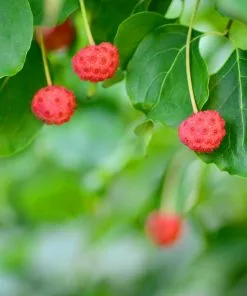 Fast Growing Trees Dogwood Trees Blue Ray Kousa Dogwood 10 Fast Growing Trees Dogwood Trees Blue Ray Kousa Dogwood