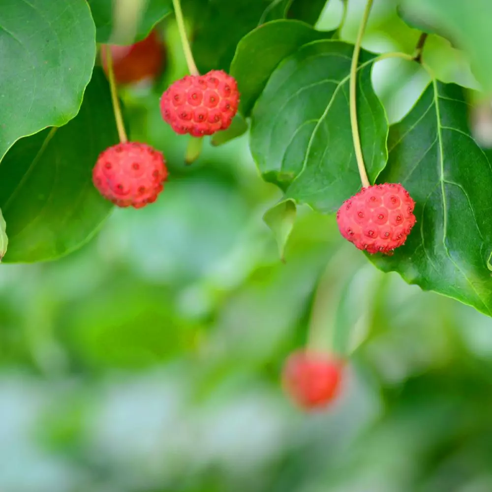 Fast Growing Trees Dogwood Trees Blue Ray Kousa Dogwood 6 Fast Growing Trees Dogwood Trees Blue Ray Kousa Dogwood