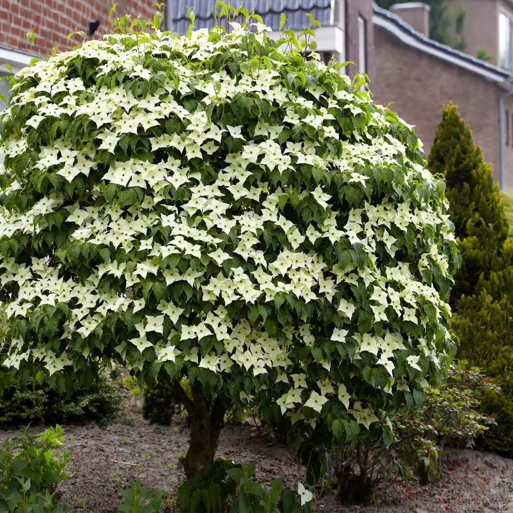 Fast Growing Trees Dogwood Trees Blue Ray Kousa Dogwood 4 Fast Growing Trees Dogwood Trees Blue Ray Kousa Dogwood
