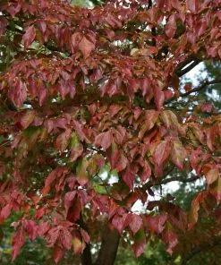Fast Growing Trees Dogwood Trees Blue Ray Kousa Dogwood 11 Fast Growing Trees Dogwood Trees Blue Ray Kousa Dogwood