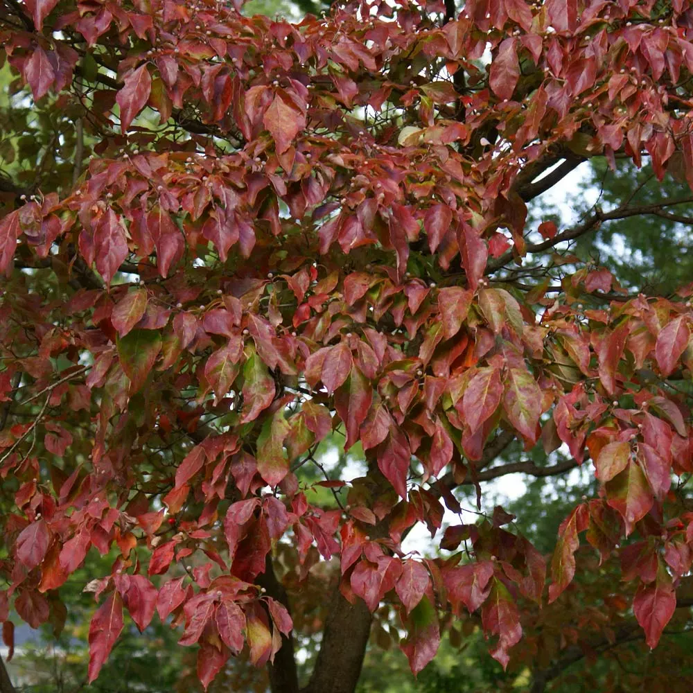 Fast Growing Trees Dogwood Trees Blue Ray Kousa Dogwood 7 Fast Growing Trees Dogwood Trees Blue Ray Kousa Dogwood