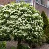 Fast Growing Trees Dogwood Trees Blue Ray Kousa Dogwood 1 Fast Growing Trees Dogwood Trees Blue Ray Kousa Dogwood