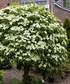 Fast Growing Trees Dogwood Trees Blue Ray Kousa Dogwood