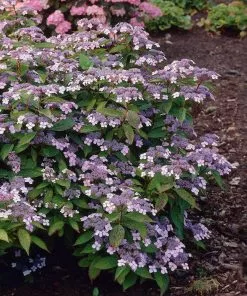 Fast Growing Trees Hydrangea Shrubs Bluebird Hydrangea Shrub 7 Fast Growing Trees Hydrangea Shrubs Bluebird Hydrangea Shrub