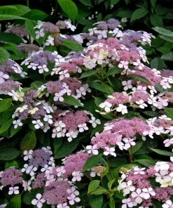 Fast Growing Trees Hydrangea Shrubs Bluebird Hydrangea Shrub