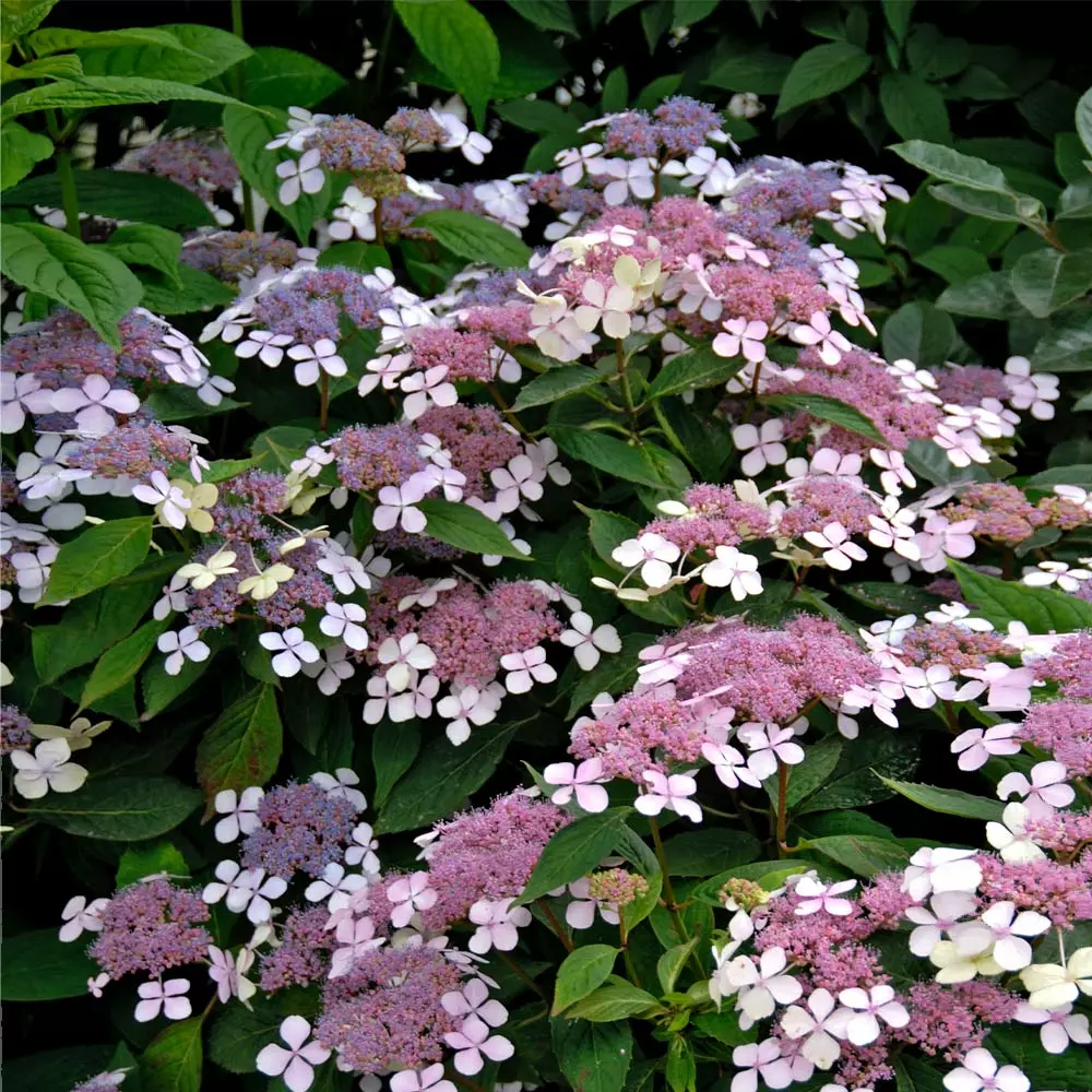 Fast Growing Trees Hydrangea Shrubs Bluebird Hydrangea Shrub 4 Fast Growing Trees Hydrangea Shrubs Bluebird Hydrangea Shrub