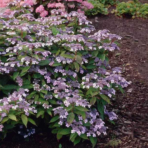 Fast Growing Trees Hydrangea Shrubs Bluebird Hydrangea Shrub 3 Fast Growing Trees Hydrangea Shrubs Bluebird Hydrangea Shrub