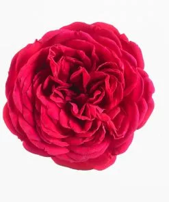 Fast Growing Trees Roses Bulletproof® Rose